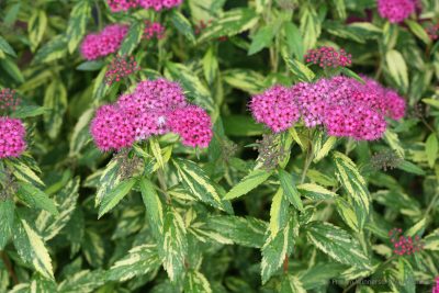 DOUBLE PLAY® PAINTED LADY® Japanese Spirea