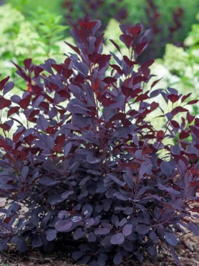 Cotinus coggygria 'Winecraft Black' PW