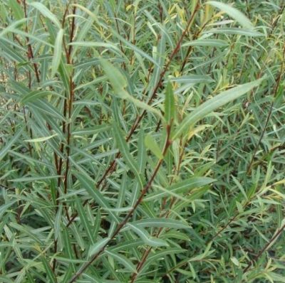 Salix purpurea 'Nana Gracilis'