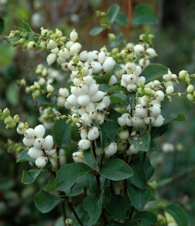 Snowberry