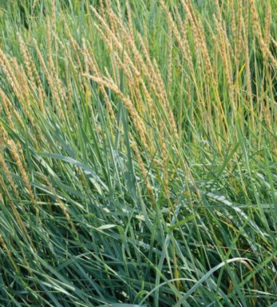 Lyme Grass