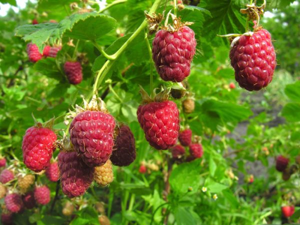 Rubus idaeus 'Pathfinder'