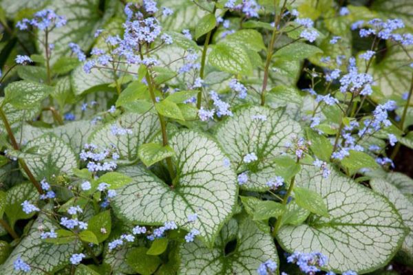 Brunnera macrophylla 'Jack Frost'