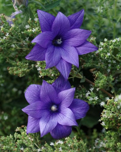 Balloon Flower 'Astra Blue'