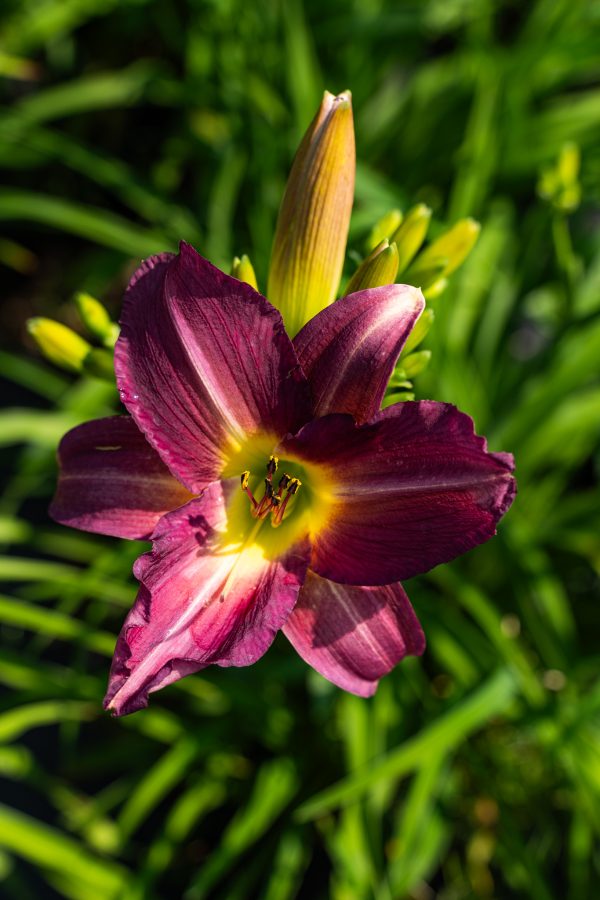 Hemerocallis 'Ruby Stella'