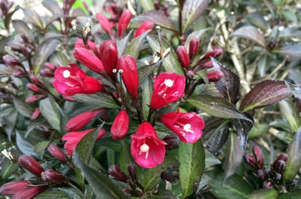Weigela x 'Electric Love BE