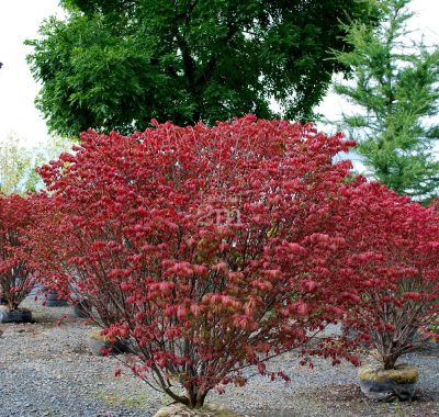Burning Bush 'Fireball' PW