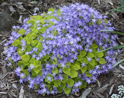 Campanula garganica 'Dickson's Gold'