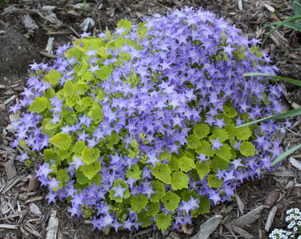 Campanula garganica 'Dickson's Gold'