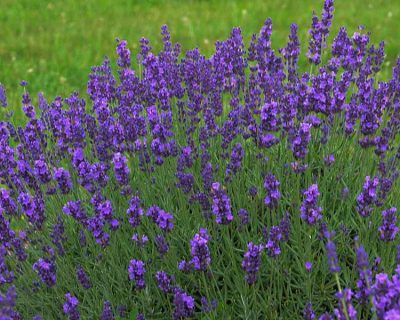 Lavande anglaise 'Blue River'