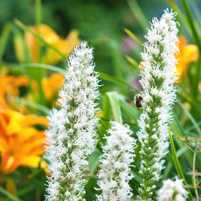 Liatris spicata 'Floristan Weiss'