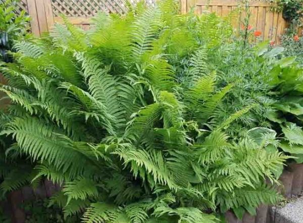 Ostrich Fern