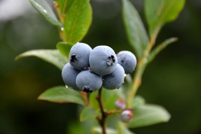 Vaccinium corymbosum 'Northsky'