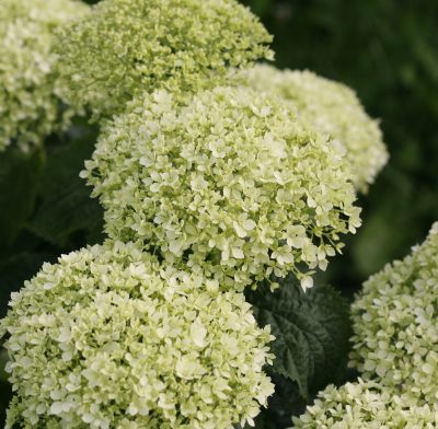 Invincibelle Limetta Smooth Hydrangea