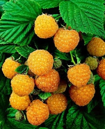 Rubus idaeus 'Fall Gold'