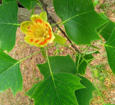 Tulip Tree