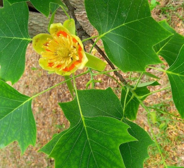 Tulip Tree