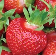 Strawberry - Lila
