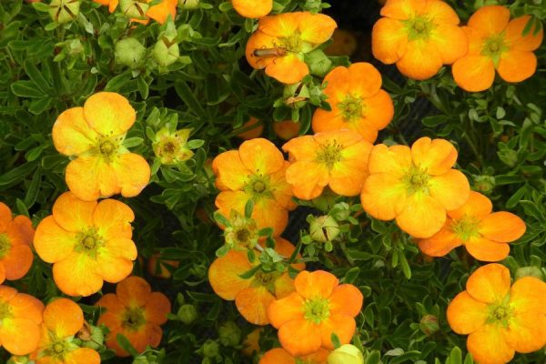Potentilla fruticosa 'Bella Sol' BE