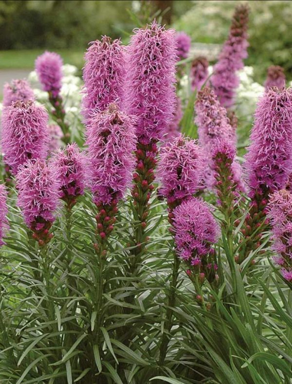 Liatris spicata