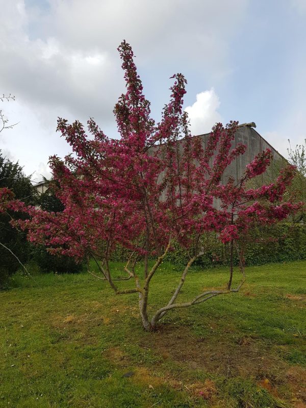 Malus 'Scarlet' (À VALIDER)