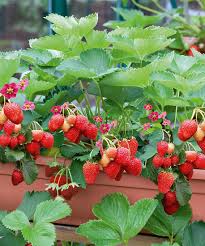 Fraisier 'Delizz'