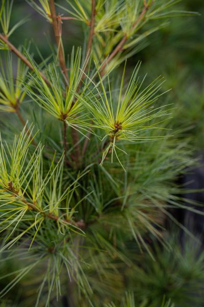 Umbrella-pine