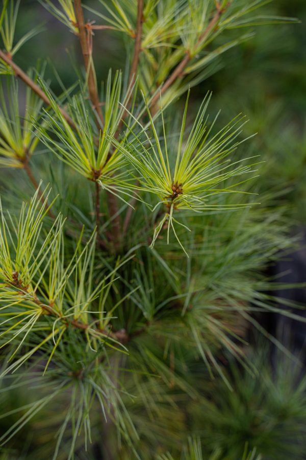 Umbrella-pine