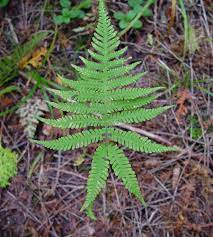Pteris phlegopteris