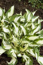 Hosta 'Fire and Ice'
