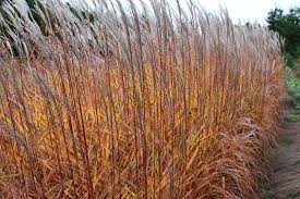 Miscanthus purpurescens