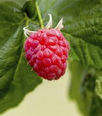 Rubus idaeus 'Tulameen'