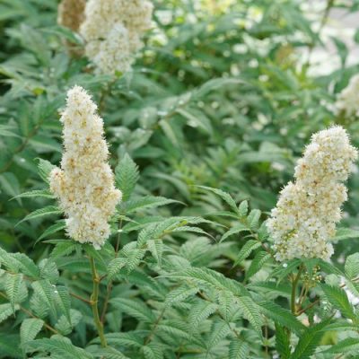 Sorbaria sorbifolia 'Mr. Mustard' PW