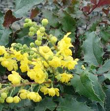 Mahonia faux houx