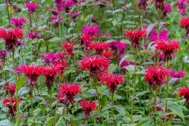 Bee Balm 'Fireball'