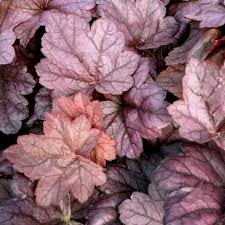 Heuchera 'Soda'