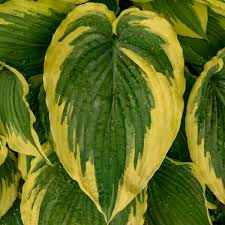 Hosta 'Drop Dead Gorgeous'