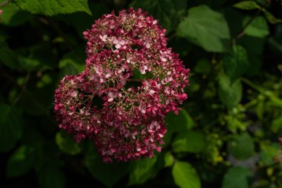 Hydrangea arborescens 'Invincibelle Spirit II' PW