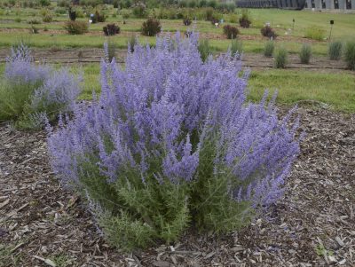 Russian Sage
