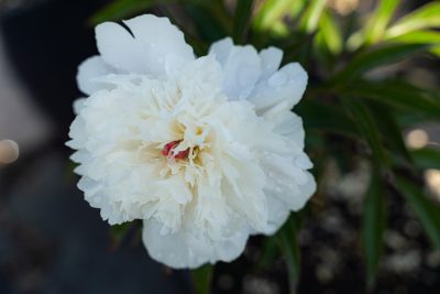 Pivoine 'Dr. Alexander Fleming'
