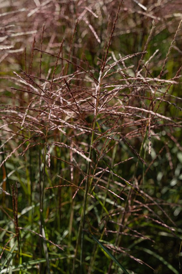 Nippon Miscanthus
