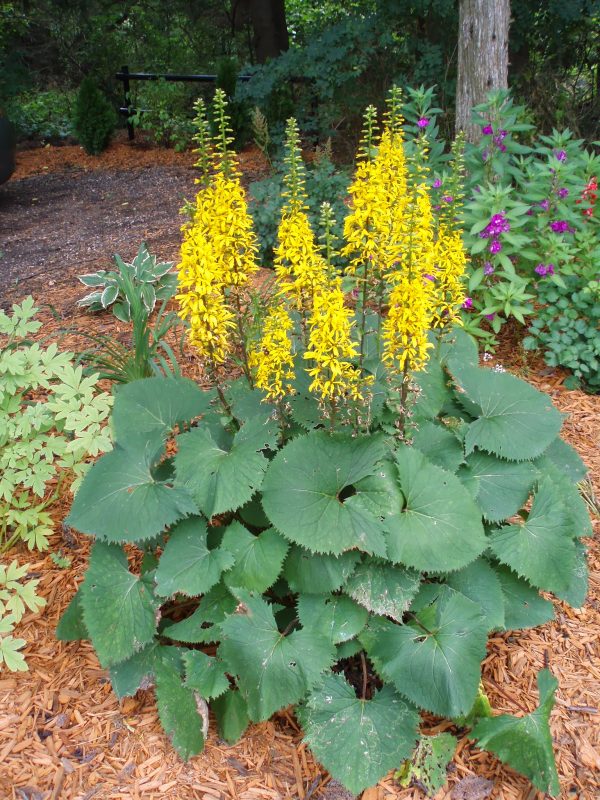 Ligularia stenocephala 'The Rocket'