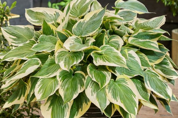 Hosta 'Hi Class'