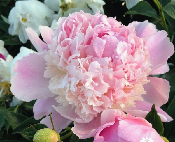 Paeonia lactiflora 'Whopper'