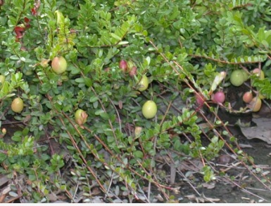 Canneberge ‘Stevens’