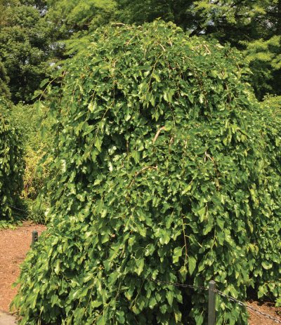 Mûrier blanc pleureur