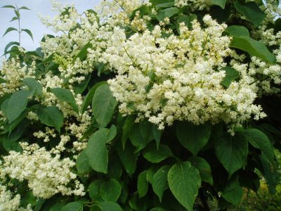 Ivory Silk Tree Lilac