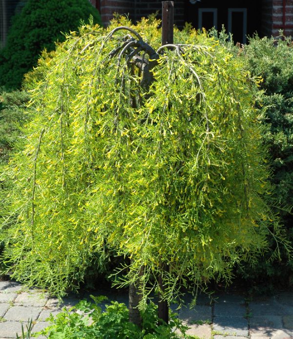 Caragana arborescens 'Pendula' (sur tige)