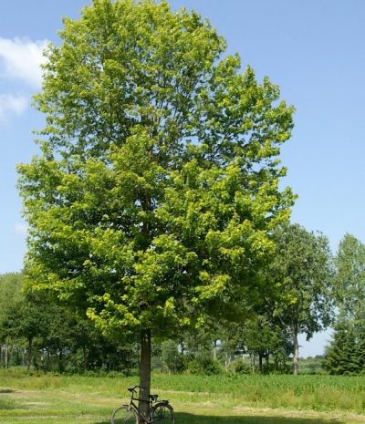 Acer saccharinum