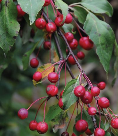 Red Jade Crabapple